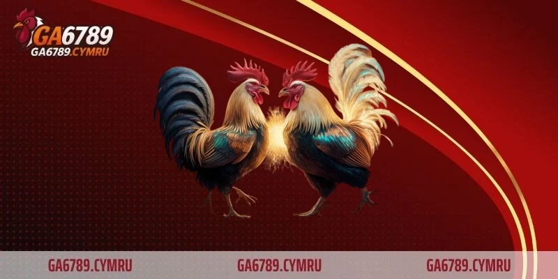 Hiểu luật chơi và các loại hình đá gà