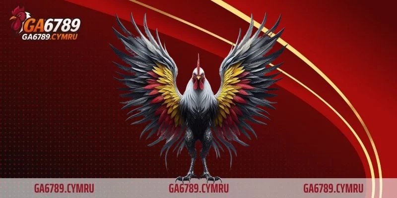 Giảm rủi ro khi giao đòn đầu khi thực hiện đúng cách thả gà đá cựa sắt