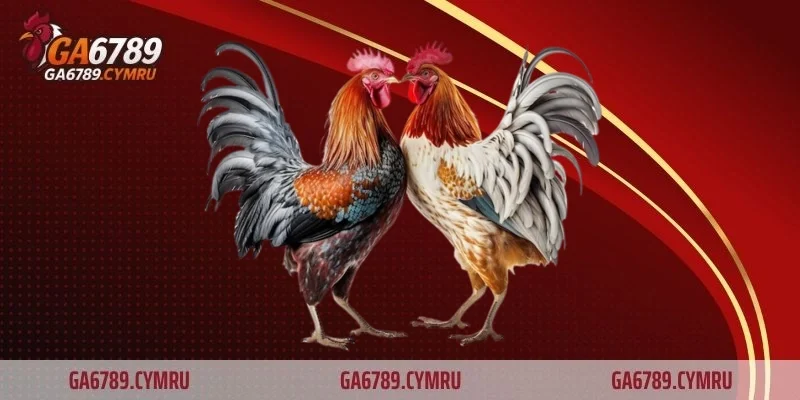 Giao lưu thực chiến tại GA6789