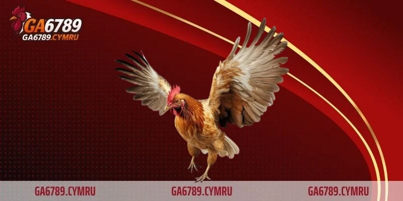 Đá gà là gì? Khám phá giải trí truyền thống đầy kịch tính