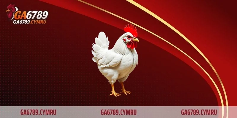Mẹo đá gà cựa dao mà thành viên GA6789 cần nắm rõ